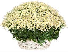 Цветочная композиция из Ромашки в корзине #REPLACE_PRED# Тутаеве